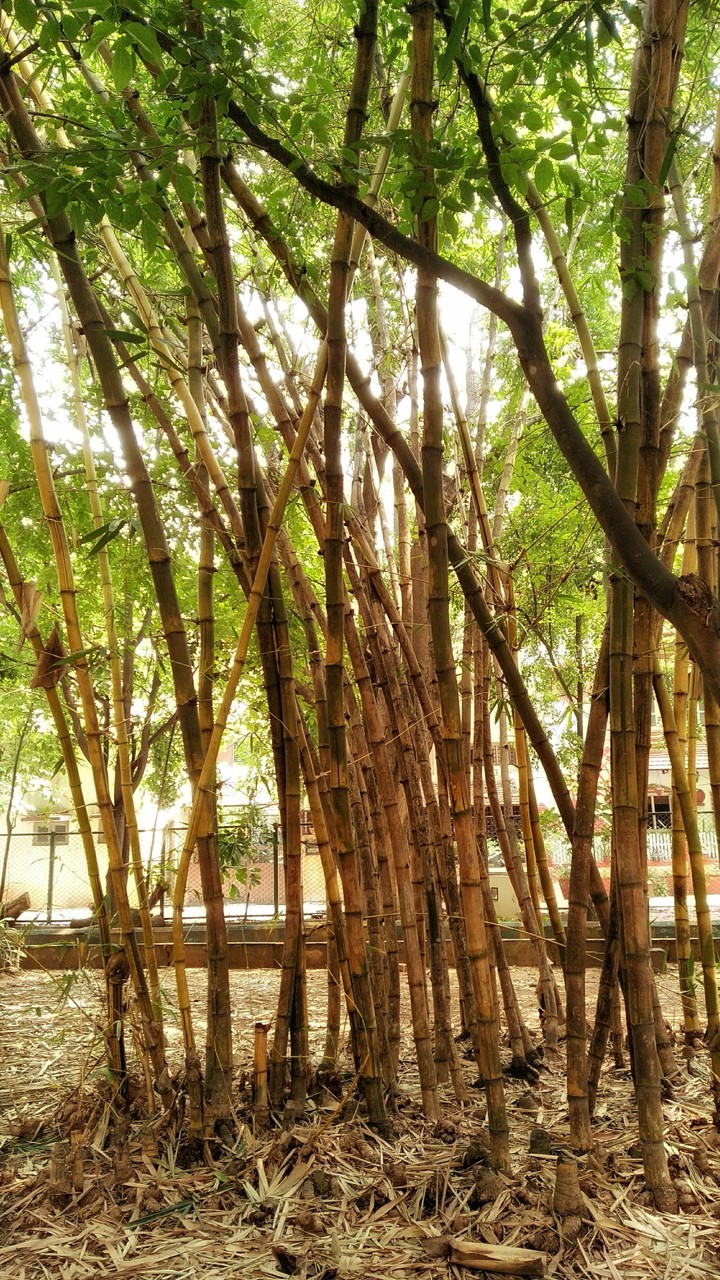 Bamboo