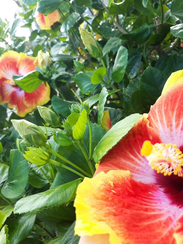flores