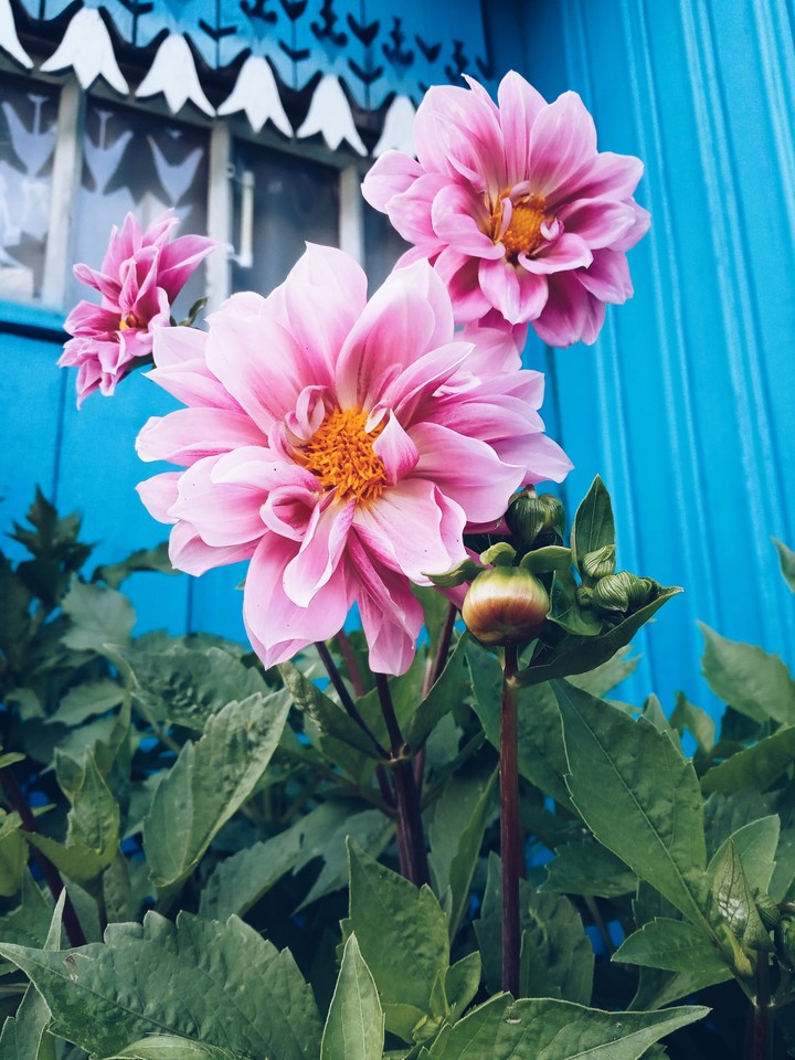 Мамины цветы