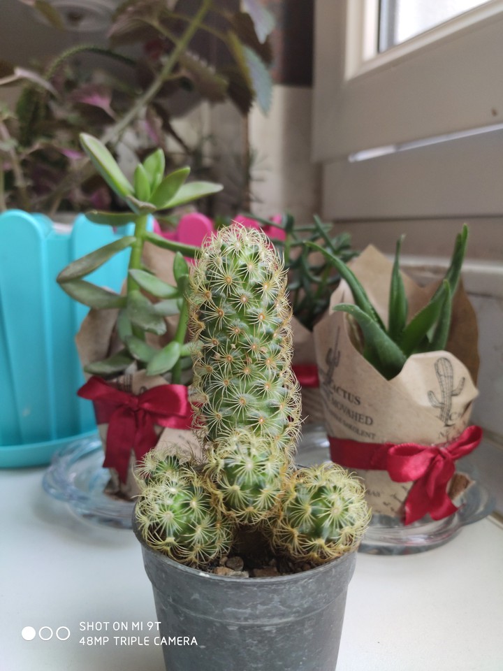 wonderful cactuses