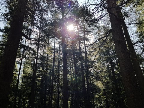 manali