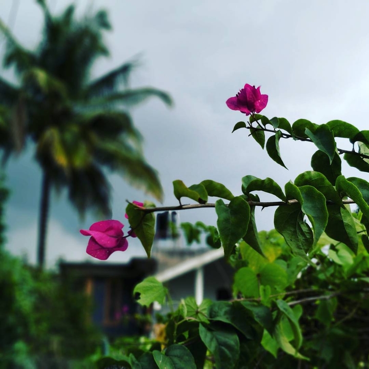nature