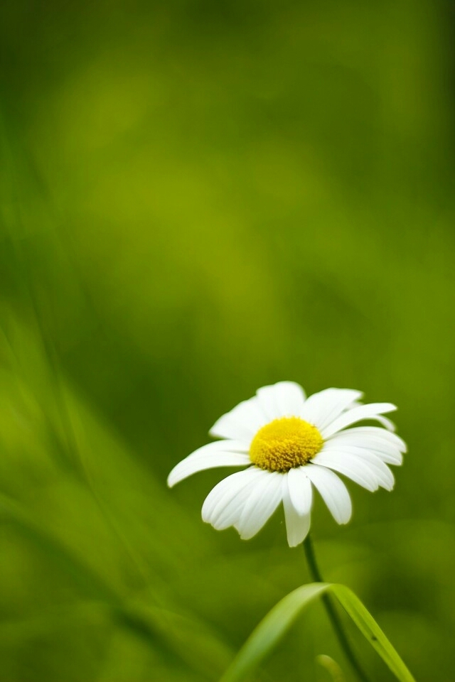 f l o w e r