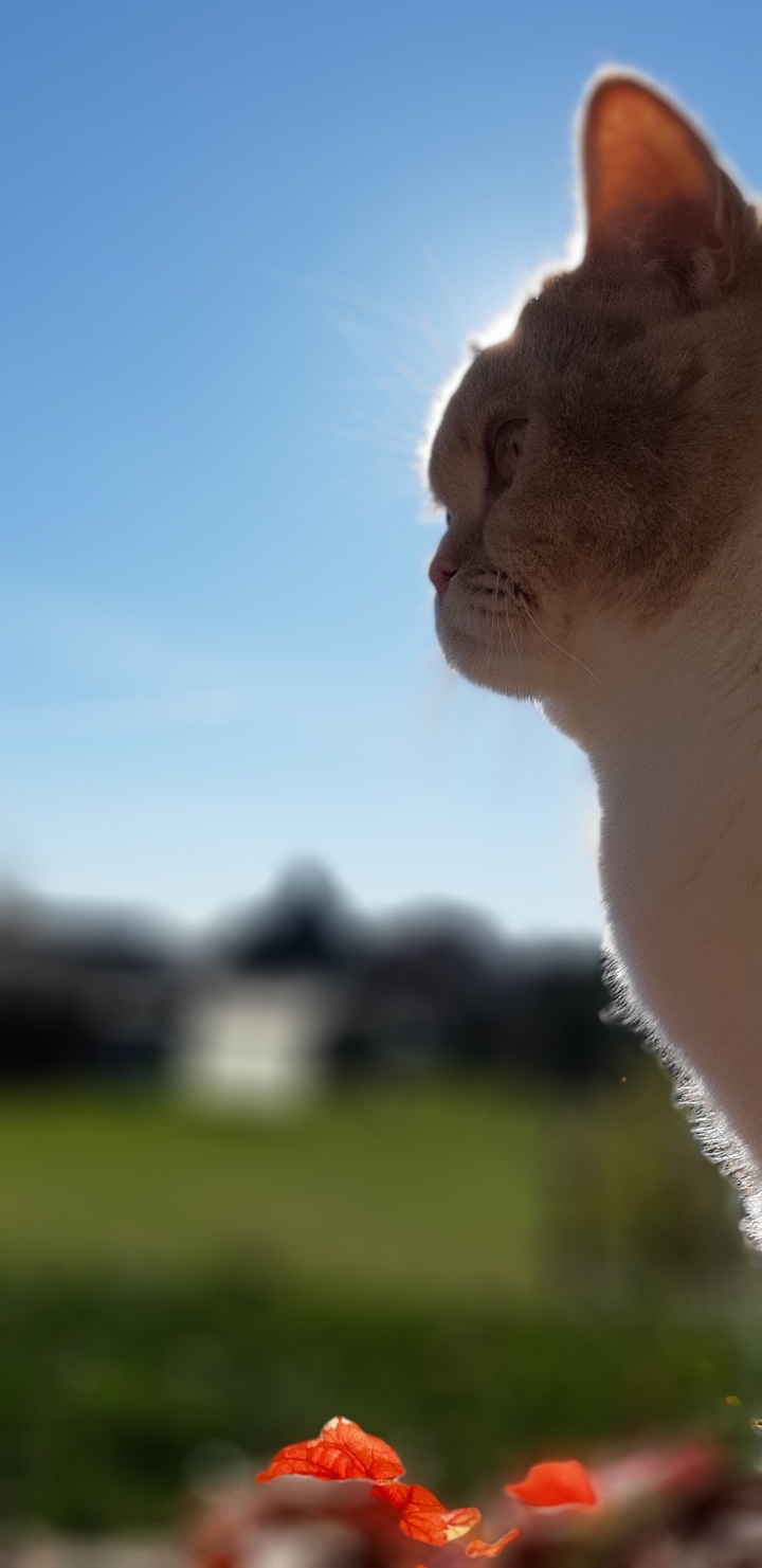 Katze