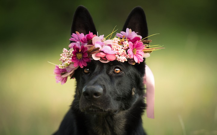 dog