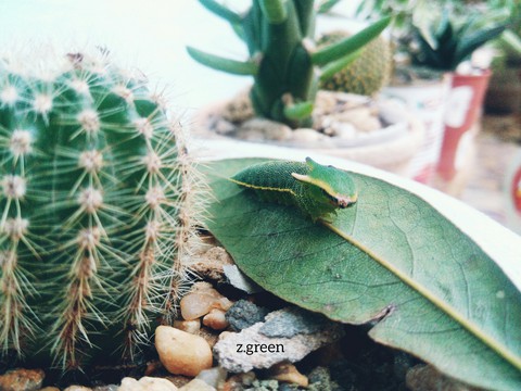 green dragon