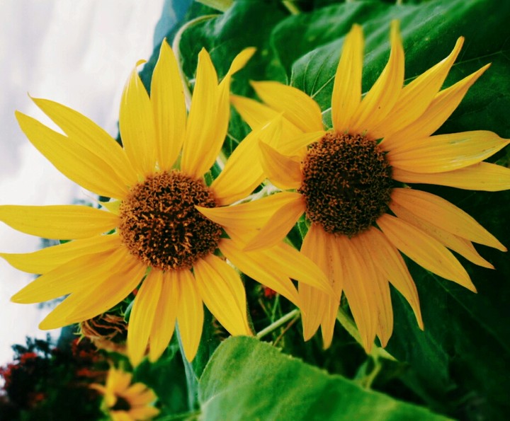 Twin Sunflowers