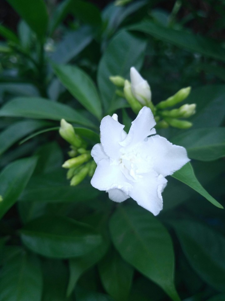beautiful flower