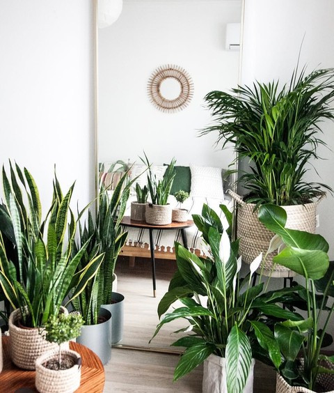 Plants, Flowerpot, Houseplant