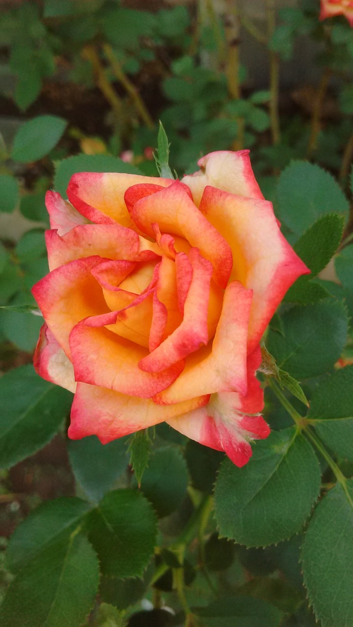 Rose