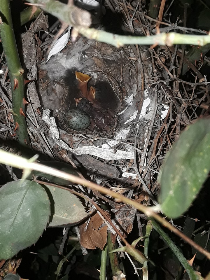 Baby birds