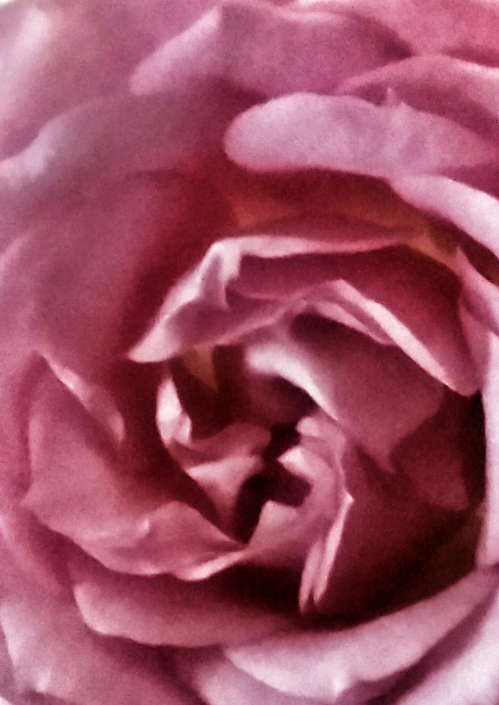 rose