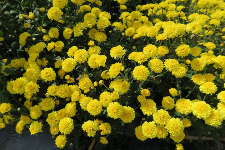Chrysanthemum Flower