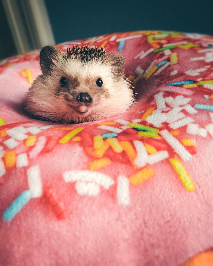 hedgehog