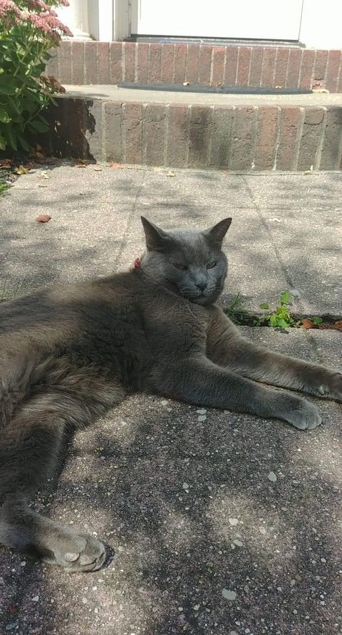 Sammy
