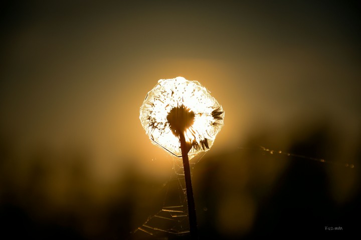 Bulls eye
