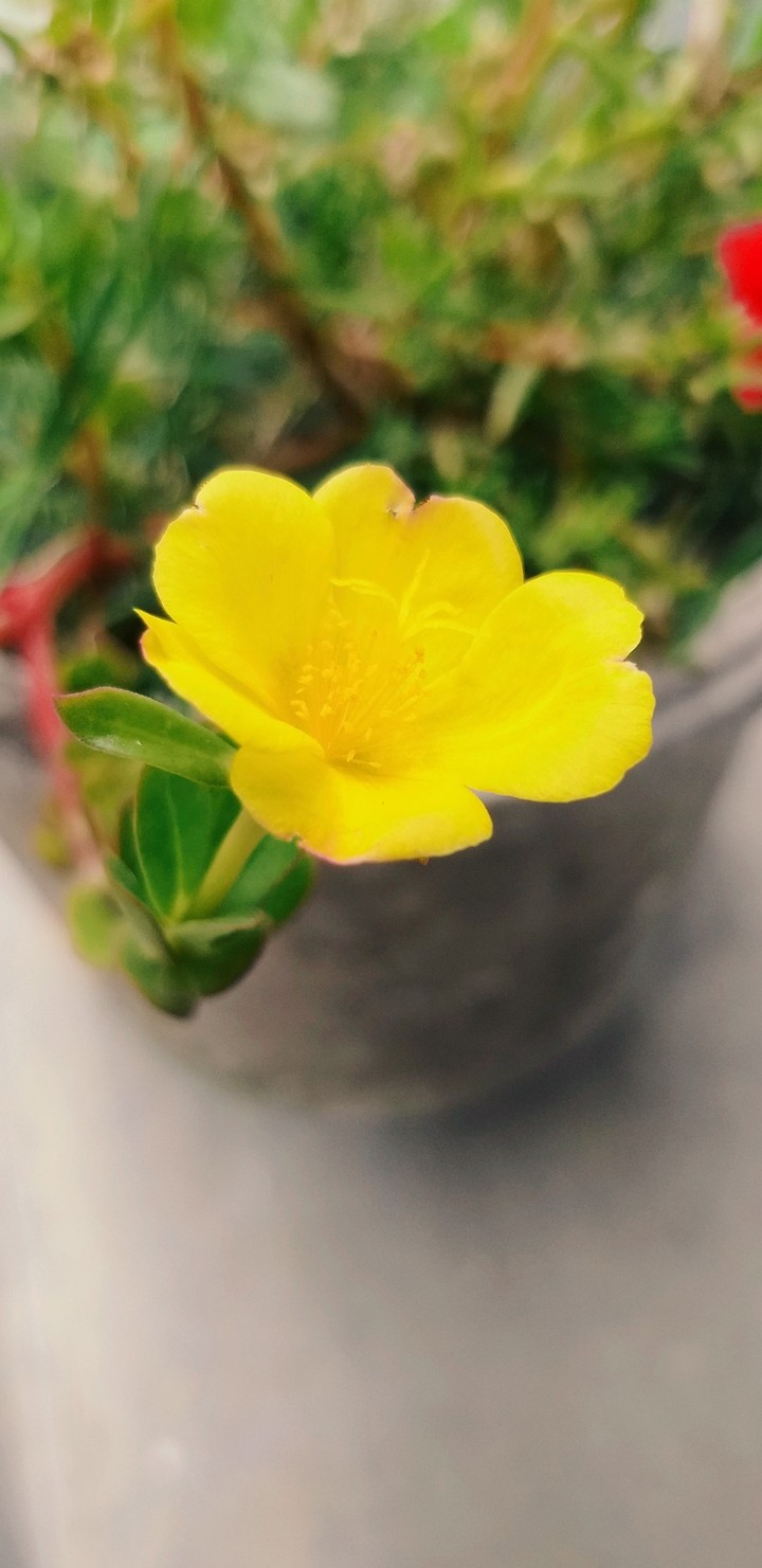 Yellow flower
