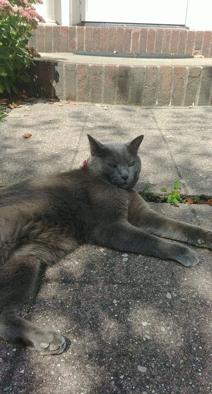 Sammy