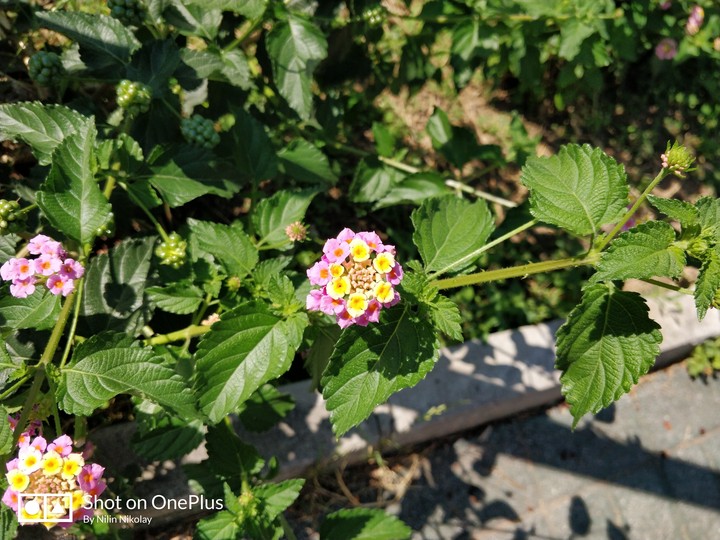 flower