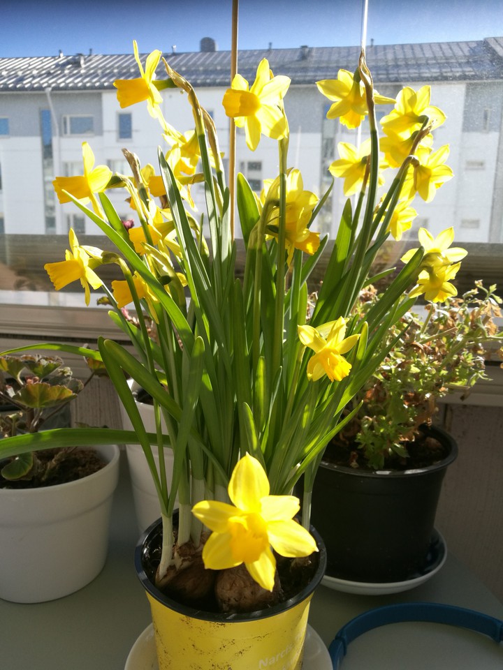 Daffodil