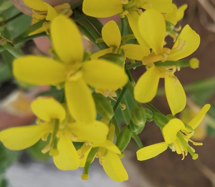 mustard