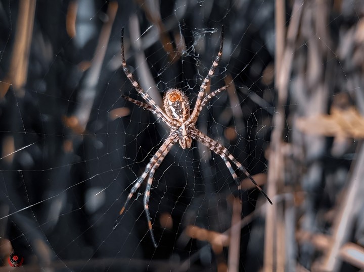 spider