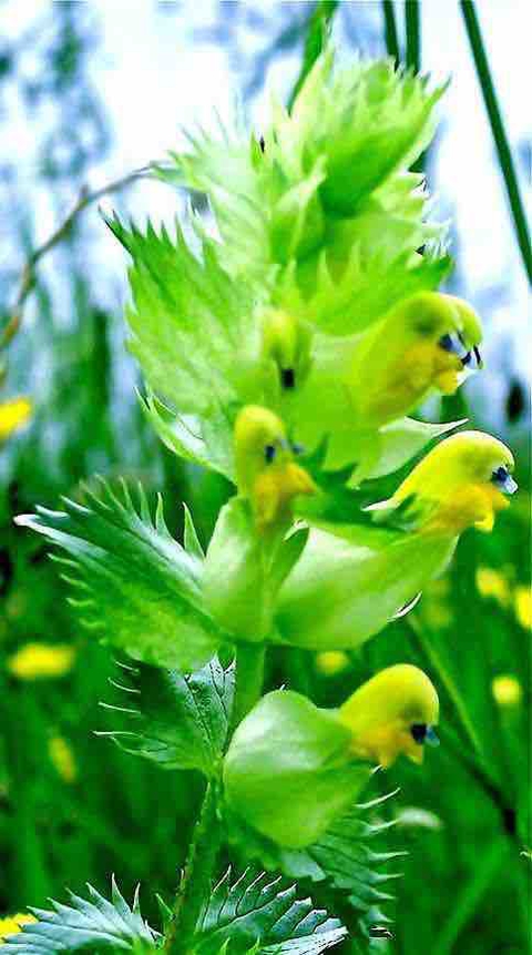 flower, figwort achtergronden