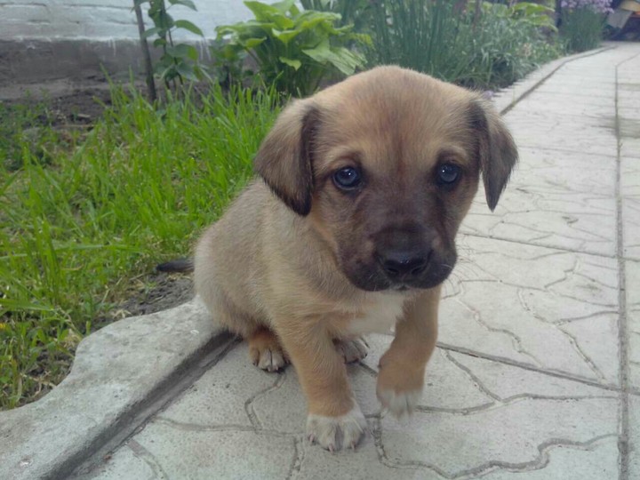 Бобик