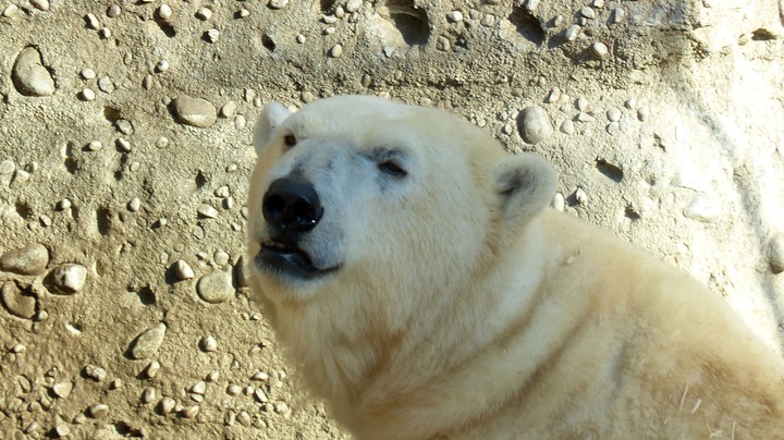 Tierpark Hellabrunn 2014