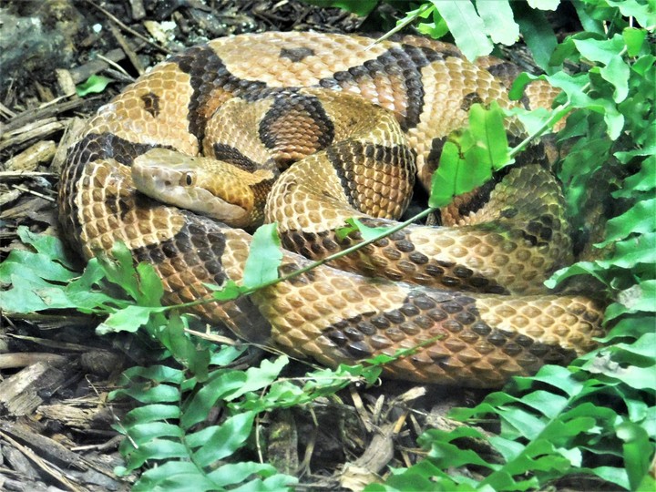 python