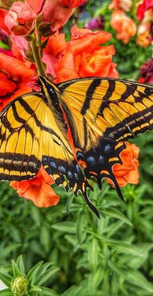 Butterfly