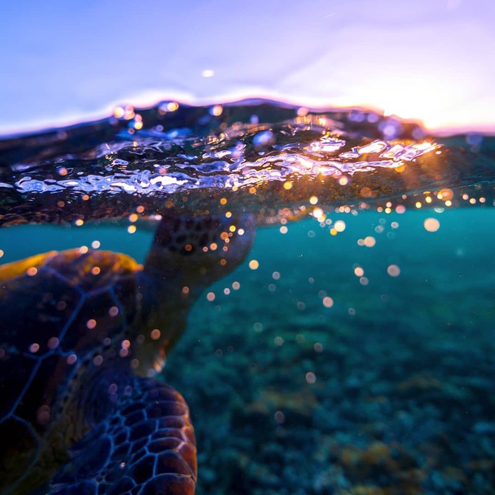 Sunset Sea Turtle
