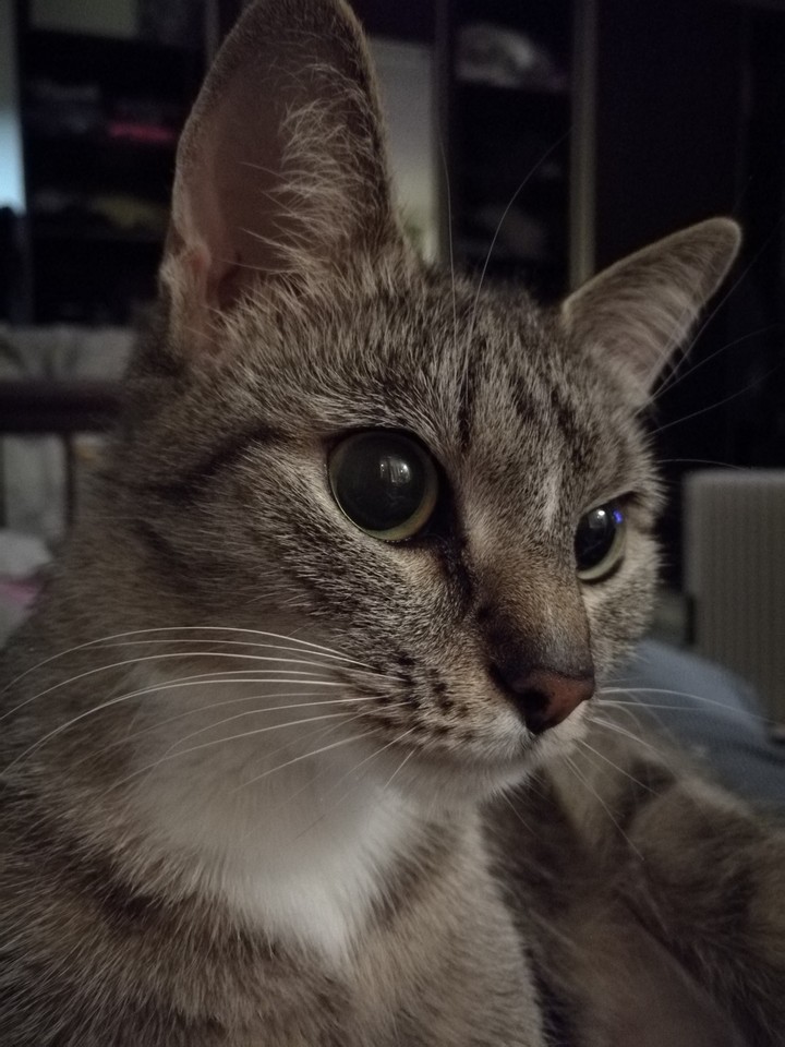 cat