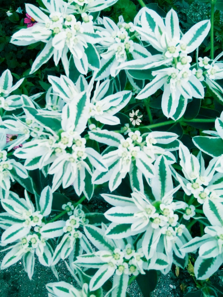 flower