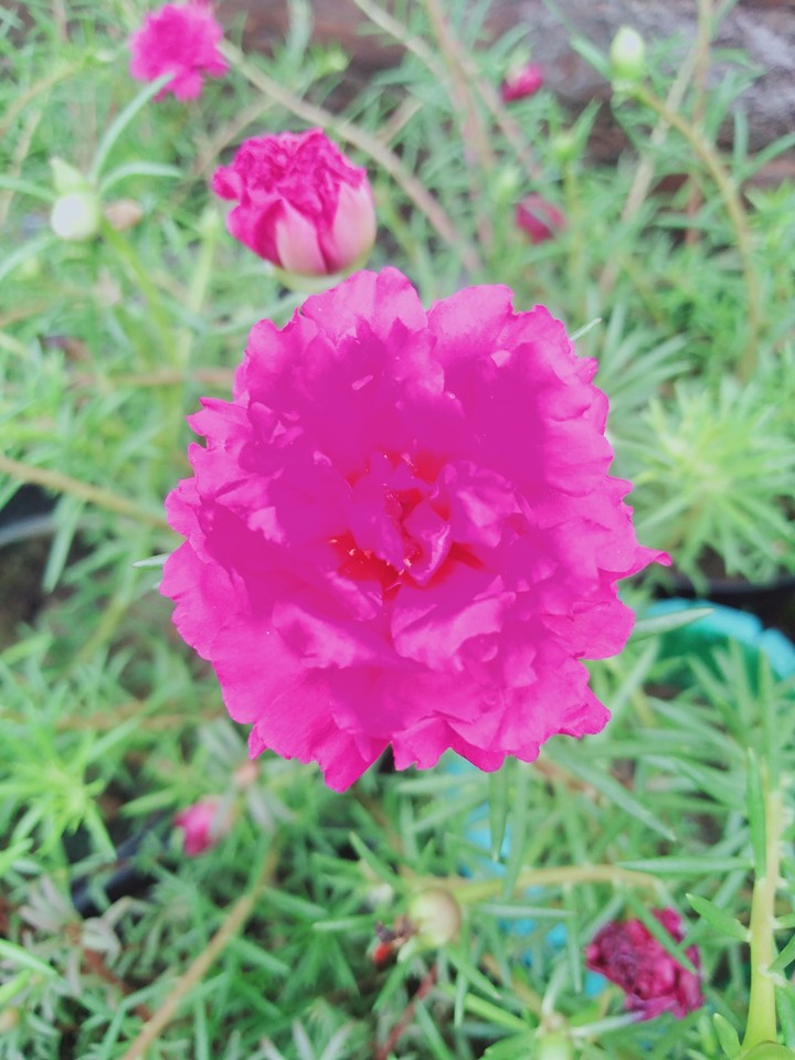 flower