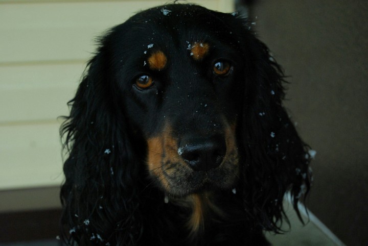 dog