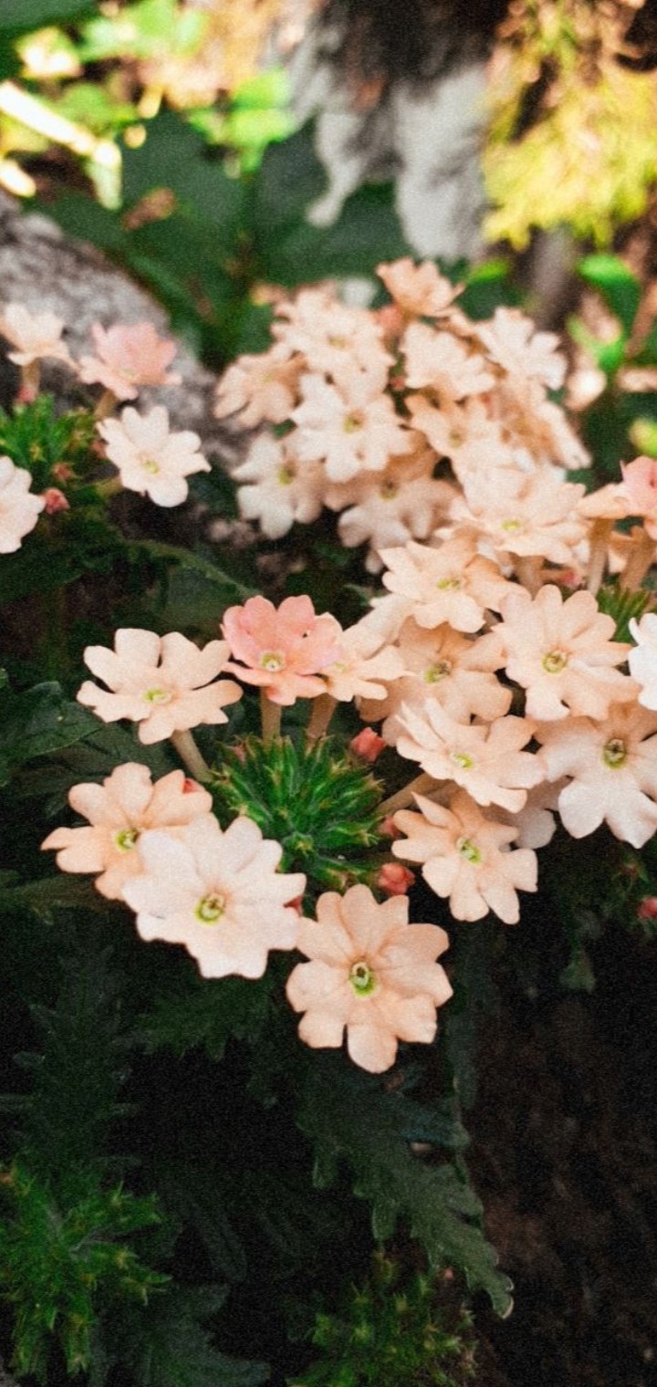 my flowers