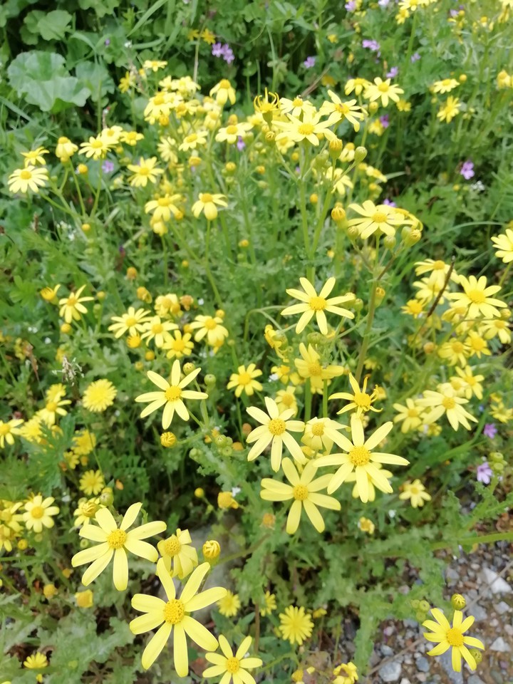 Yellow Flowers