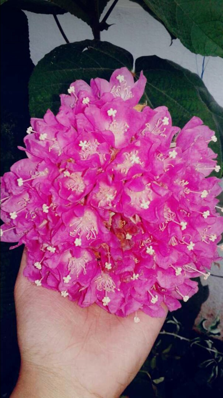 the flower