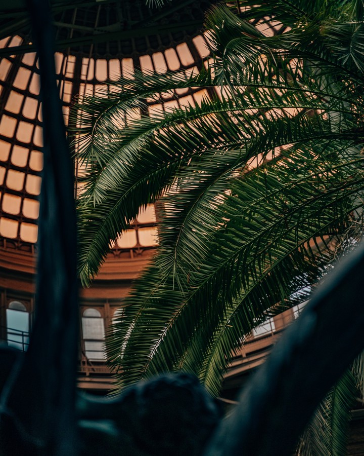 palm branches leaves 145111 4000x5000