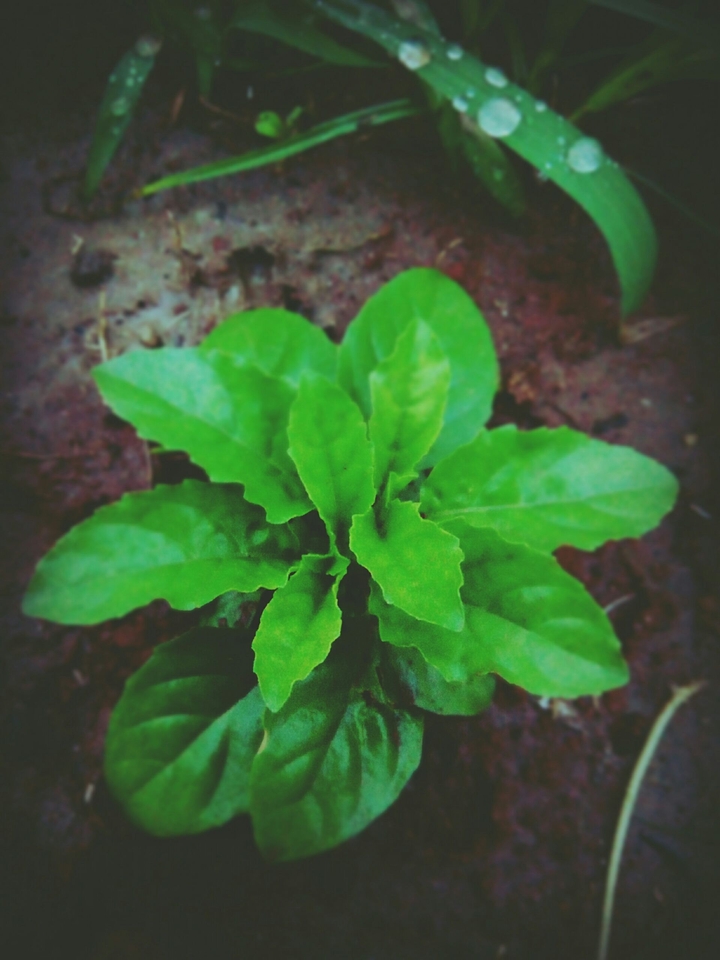#ocimumTenuiflorum