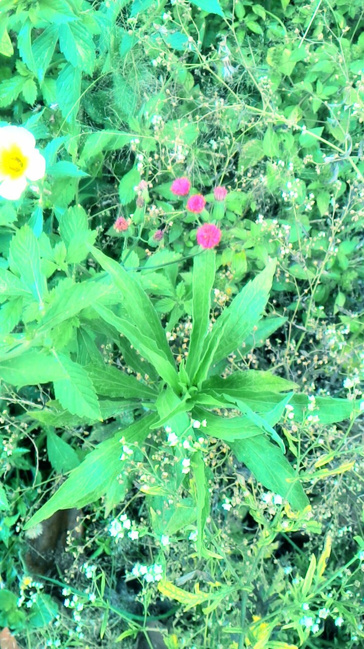 flowers