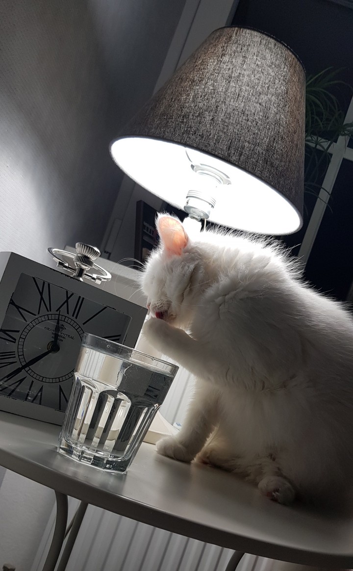 WhiteCat