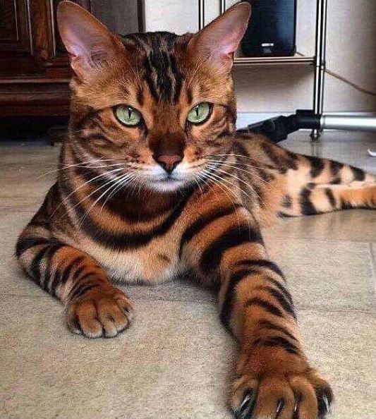 gatito