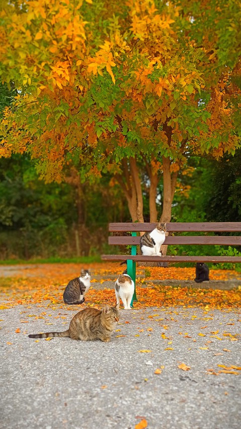 Cats