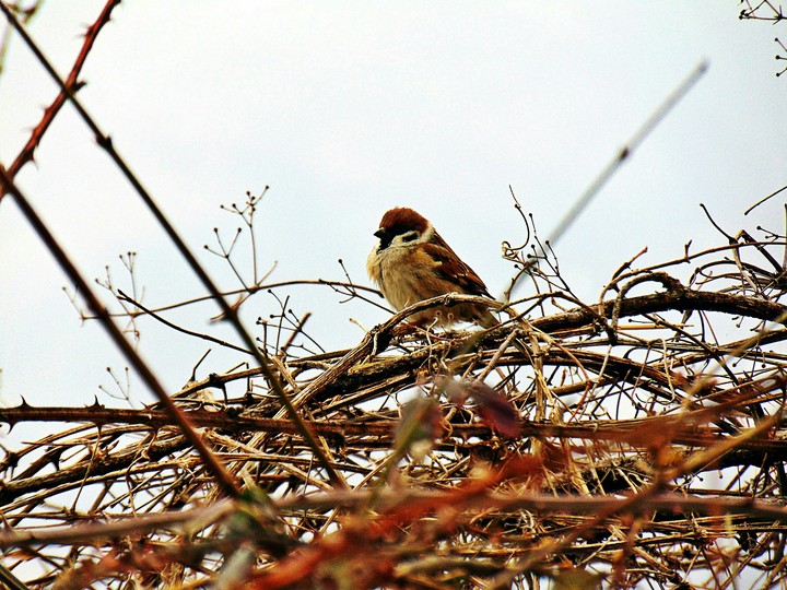 Bird 