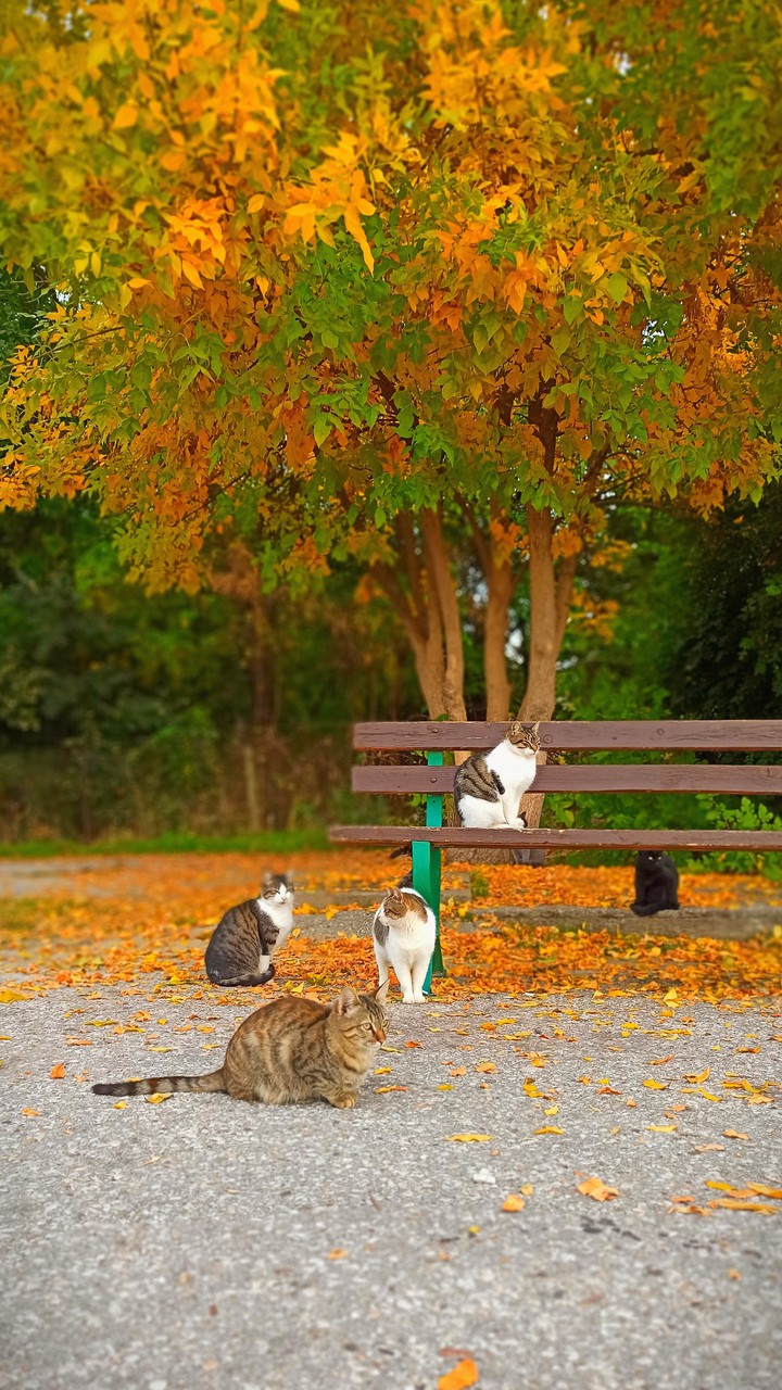 Cats