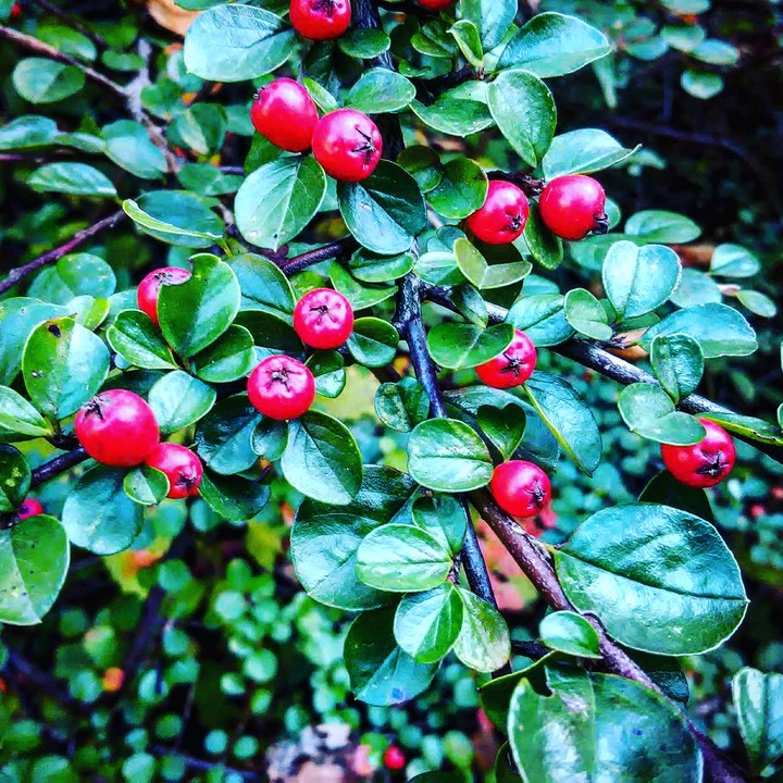 red berries