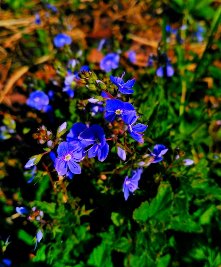 Blue flowers