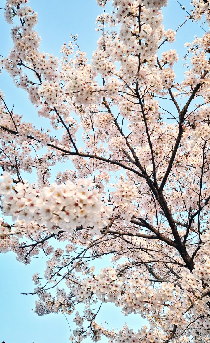 벚꽃 cherry blossom